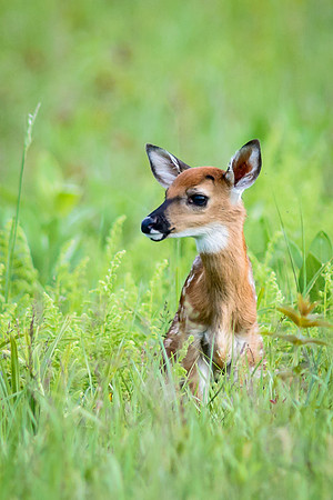 Fawn