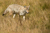 Coyote