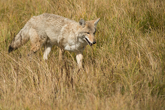 Coyote