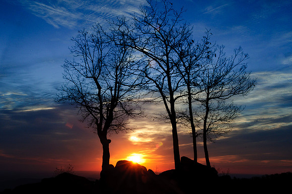 Sunrise Silhouette, Trees