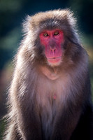 Japanese macaque