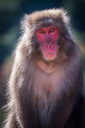 Japanese macaque