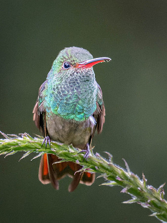 Rufous-tailed Hummingbird