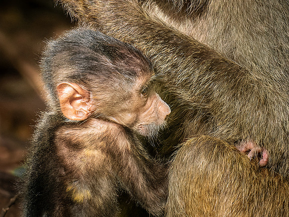 Olive Baboons
