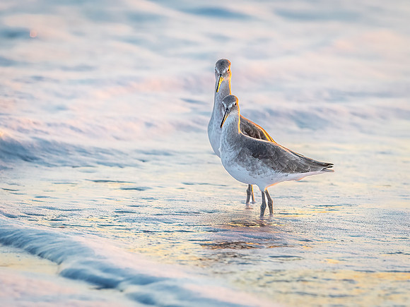 Willet's at Sunset