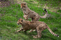 Cheeta's at Play