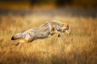 Coyote Hunting