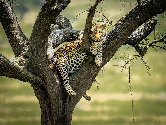 Leopard