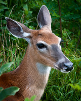Doe Portrait