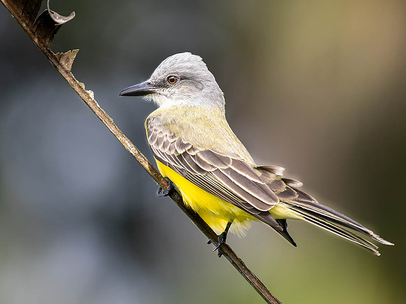 Tropical Kingbird - Rare