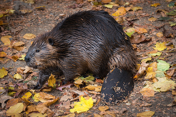 Beaver