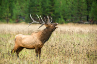 Bull Elk Bugling
