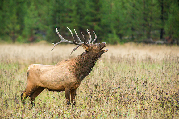 Bull Elk Bugling