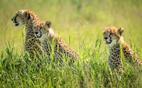 Cheetahs