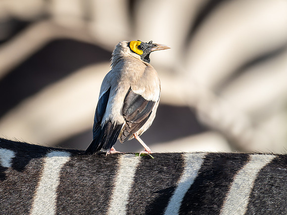 Wattled Starling