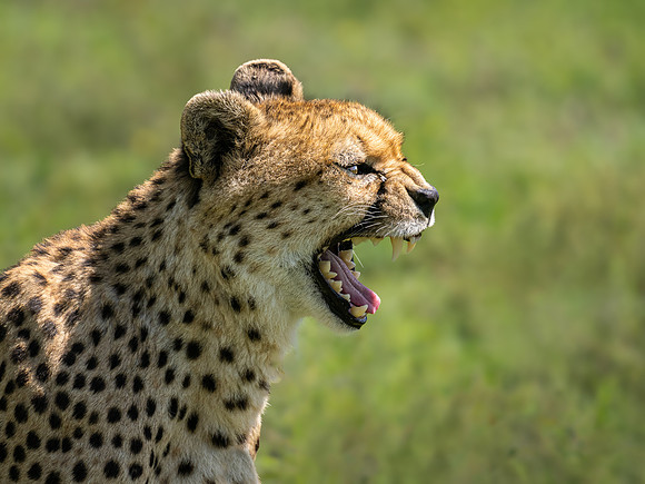 Cheeta