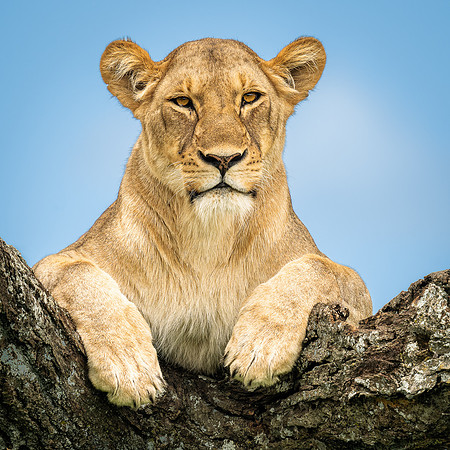 Lioness