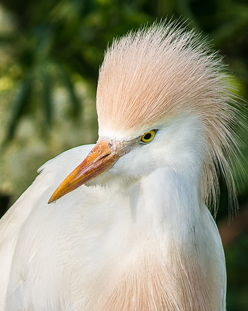 Cattle Egret