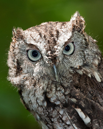 Eastern Screech Owl Grey Variation