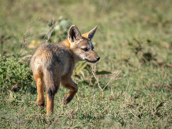 Golden Jackel Pup
