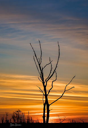 Sunrise Silhouette