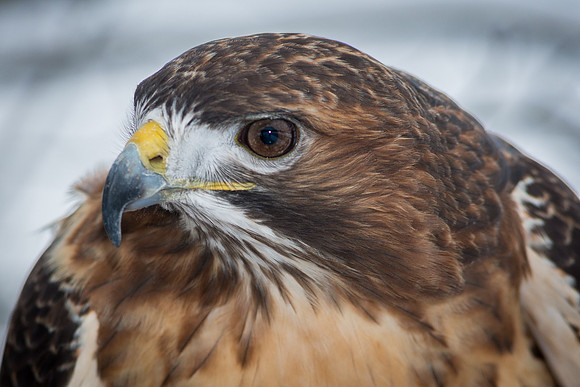 Red Tailed Hawk