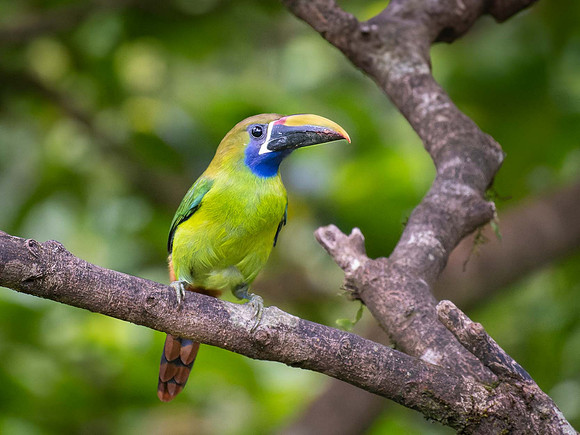 Northern Emerald Toucanet
