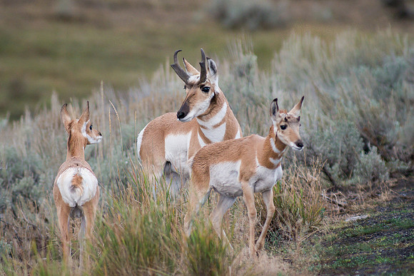 Antelope Buck with Fawns