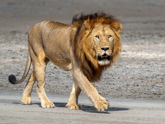 Male Lion