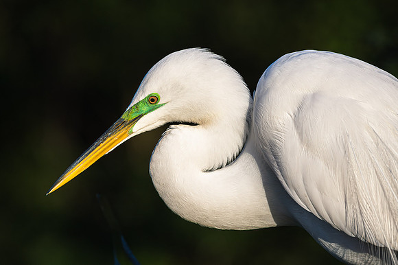 Great Heron Portrait