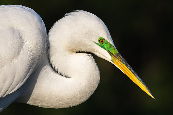 Great Egret