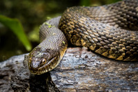 Northern Water Snake