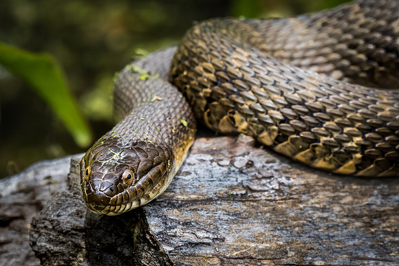 Northern Water Snake
