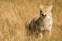 Coyote Eating a Vole