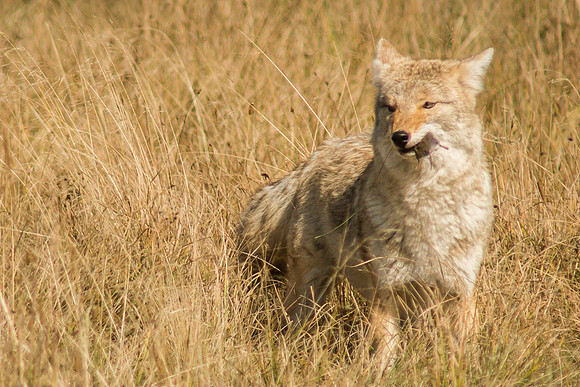 Coyote Eating a Vole