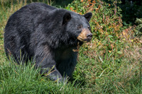 Black Bear
