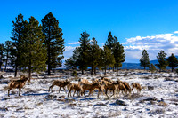 Big Horn Sheep Herd