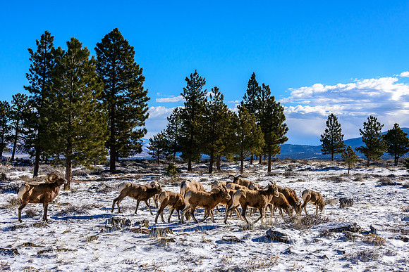 Big Horn Sheep Herd