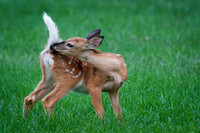 Fawn Grooming