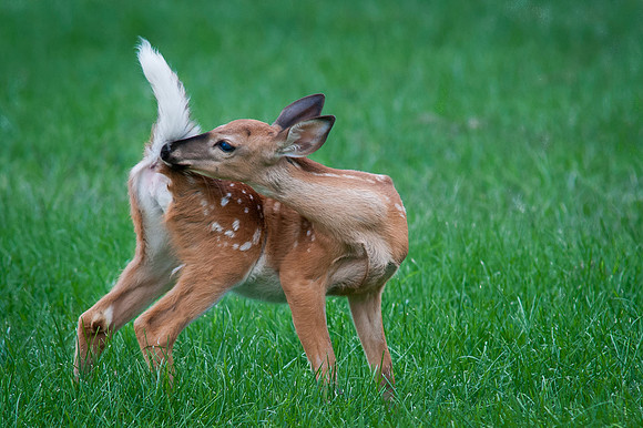 Fawn Grooming