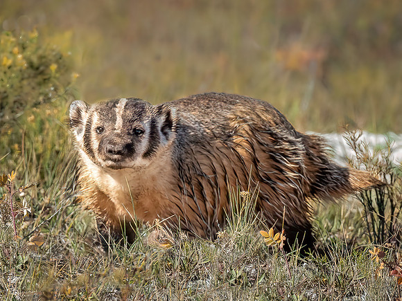 Badger