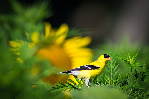 Goldfinch in Sunflower Field