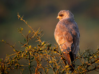 Dark Chanting-Goshawk