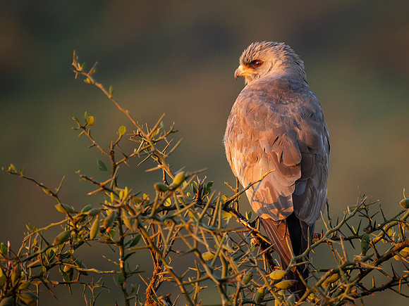 Dark Chanting-Goshawk