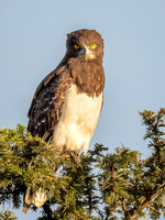 Marshall Eagle