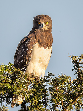 Marshall Eagle