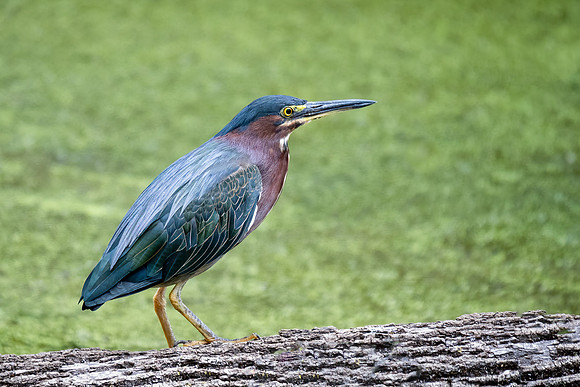 Green Heron