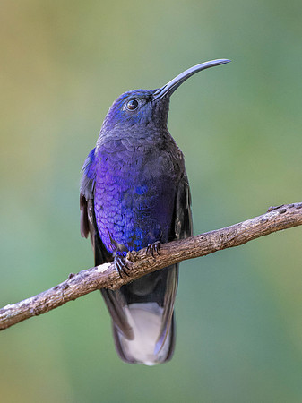 Violet Sabrewing