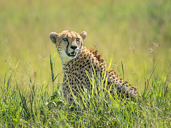 Cheetah