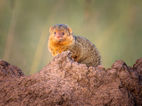 Dwarf Mongoose